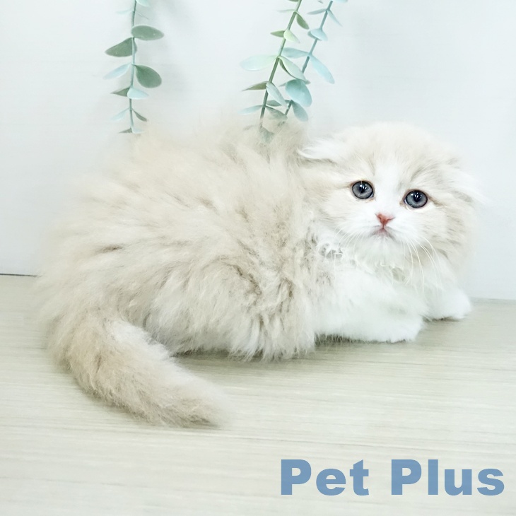 埼玉県のスコティッシュフォールド (ペットプラス ピオニウォーク東松山店/2025年11月28日生まれ/男の子/クリームタビーホワイト)の子猫の2枚目の画像