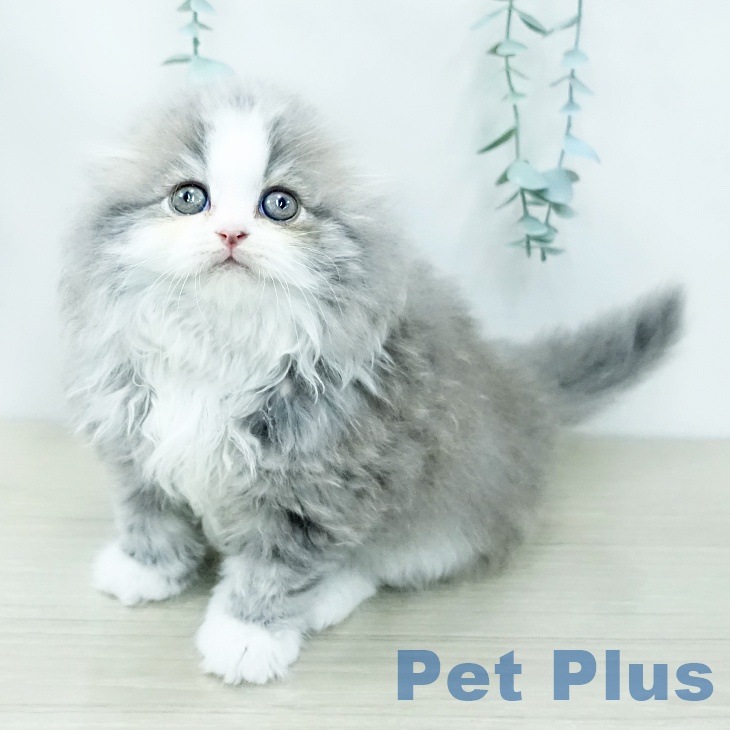 東京都のスコティッシュフォールド (ペットプラス アクアシティお台場店/2025年11月28日生まれ/男の子/ブルータビーホワイト)の子猫の1枚目の画像