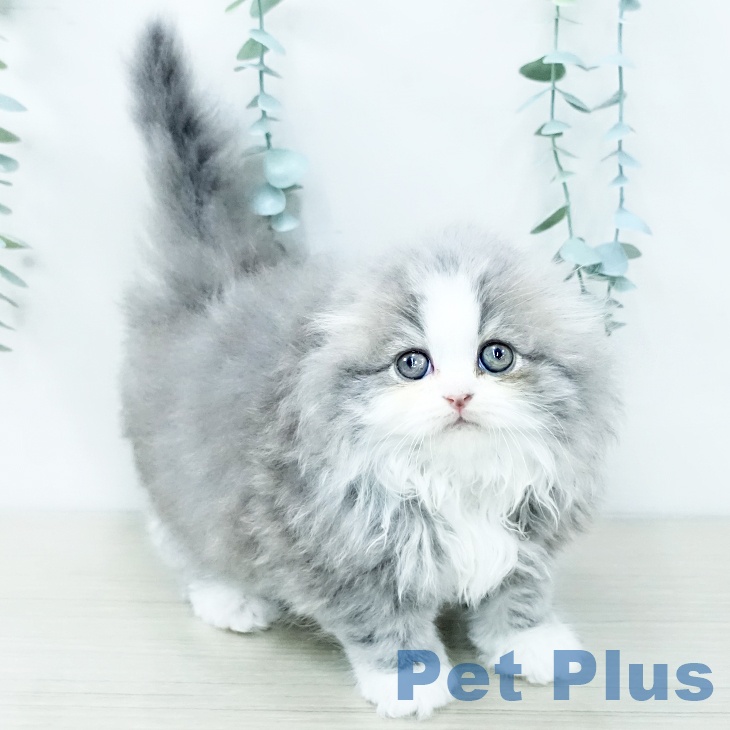 東京都のスコティッシュフォールド (ペットプラス アクアシティお台場店/2025年11月28日生まれ/男の子/ブルータビーホワイト)の子猫の2枚目の画像