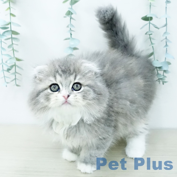 埼玉県のスコティッシュフォールド (ペットプラス 羽生店/2025年11月28日生まれ/女の子/ブルーパッチドタビーホワイト)の子猫の1枚目の画像