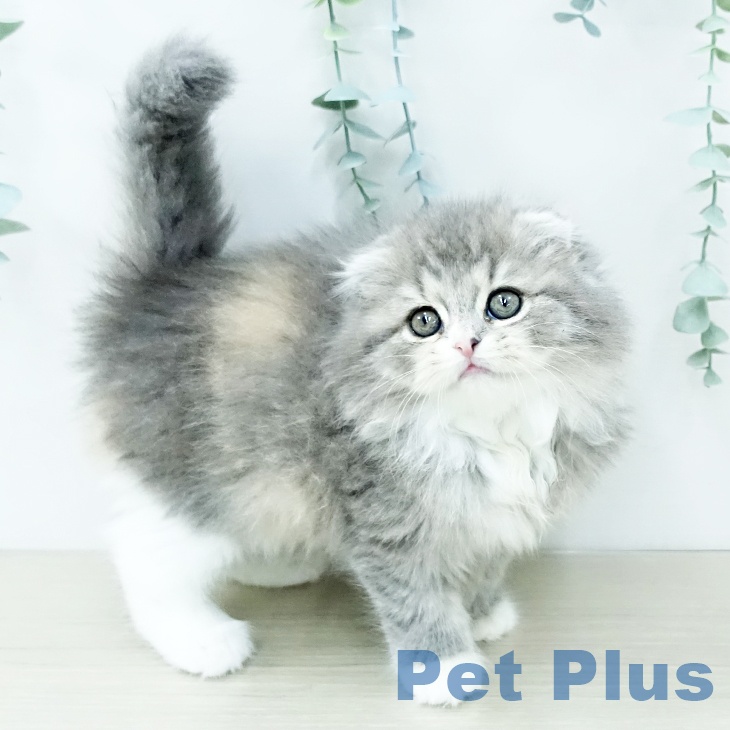埼玉県のスコティッシュフォールド (ペットプラス 羽生店/2025年11月28日生まれ/女の子/ブルーパッチドタビーホワイト)の子猫の2枚目の画像