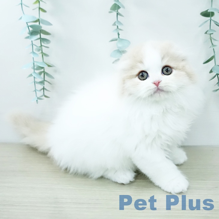 神奈川県のスコティッシュフォールド (ペットプラス 湘南平塚店/2025年11月28日生まれ/男の子/クリームタビーホワイト)の子猫の1枚目の画像