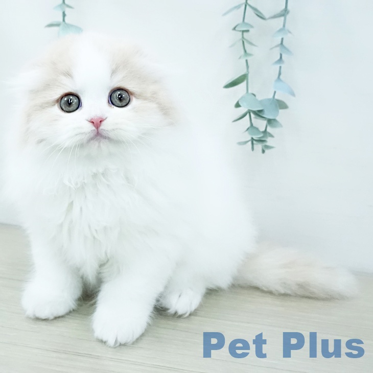 神奈川県のスコティッシュフォールド (ペットプラス 湘南平塚店/2025年11月28日生まれ/男の子/クリームタビーホワイト)の子猫の2枚目の画像