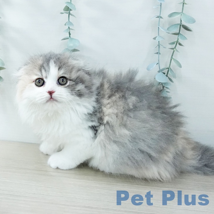 千葉県のスコティッシュフォールド (ペットプラス 幕張新都心店/2025年11月28日生まれ/女の子/ダイリュートキャリコ)の子猫の2枚目の画像