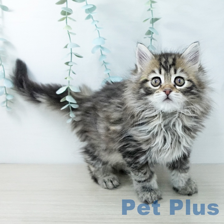 メインクーンの写真2