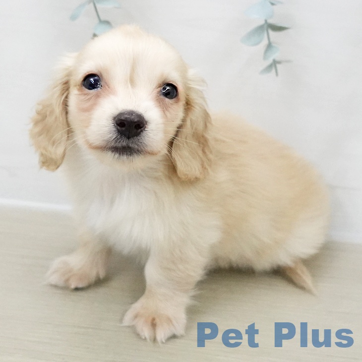 神奈川県のミニチュアダックスフンド(ロング) (ペットプラス 新百合丘店/2025年11月26日生まれ/男の子/イエロー)の子犬の1枚目の画像