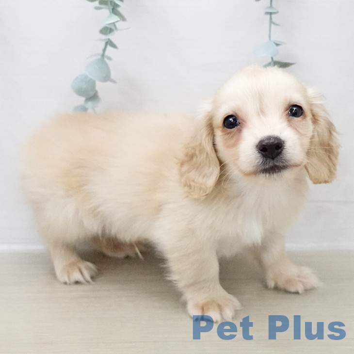 神奈川県のミニチュアダックスフンド(ロング) (ペットプラス 新百合丘店/2025年11月26日生まれ/男の子/イエロー)の子犬の2枚目の画像