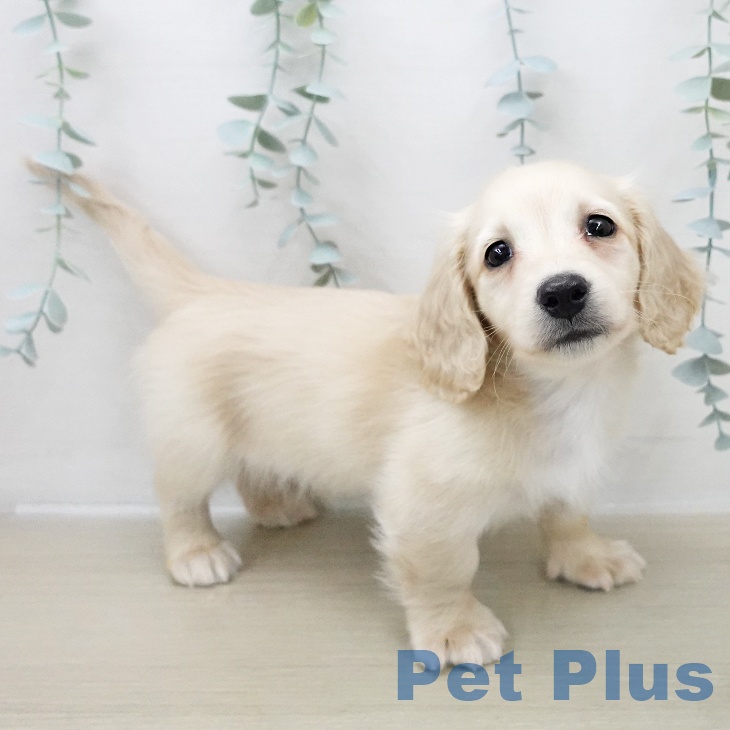 東京都のミニチュアダックスフンド(ロング) (ペットプラス MARK IS 葛飾かなまち店/2025年11月26日生まれ/男の子/イエロー)の子犬の1枚目の画像