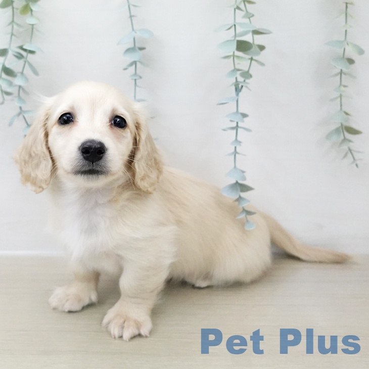 東京都のミニチュアダックスフンド(ロング) (ペットプラス MARK IS 葛飾かなまち店/2025年11月26日生まれ/男の子/イエロー)の子犬の2枚目の画像