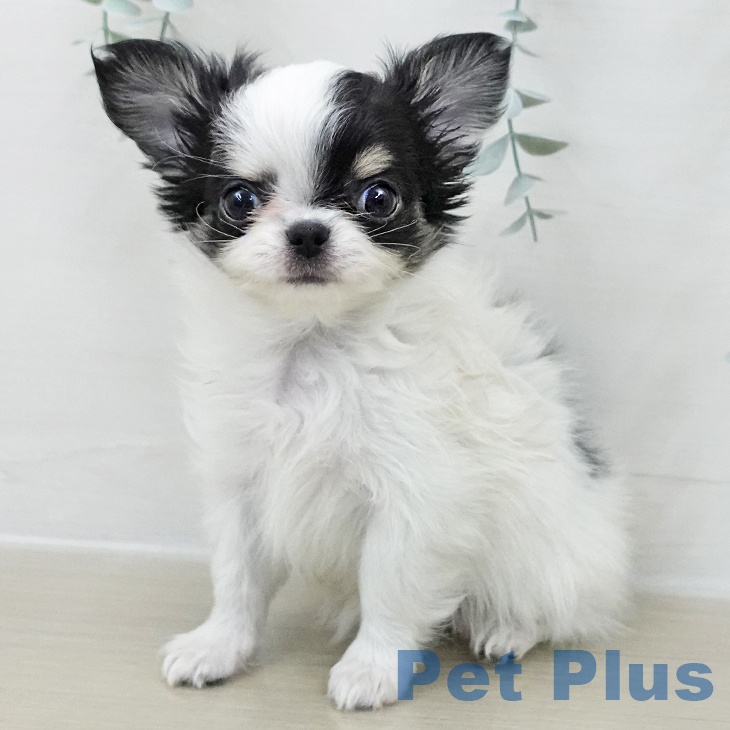 東京都のチワワ(ロング) (ペットプラス アクアシティお台場店/2025年11月29日生まれ/男の子/ホワイトブラックタン)の子犬の1枚目の画像