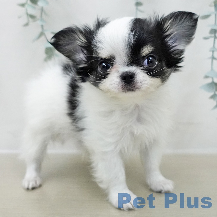 東京都のチワワ(ロング) (ペットプラス アクアシティお台場店/2025年11月29日生まれ/男の子/ホワイトブラックタン)の子犬の2枚目の画像