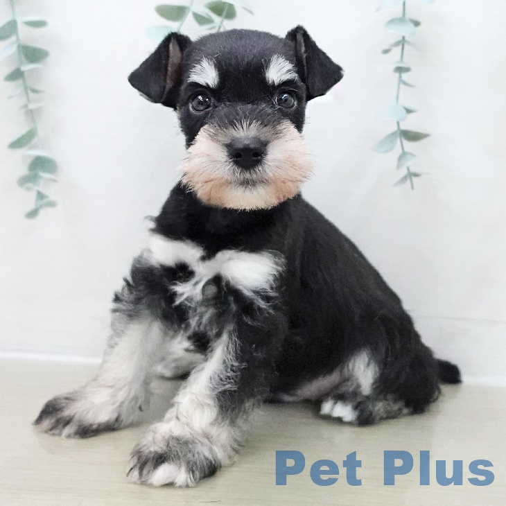 千葉県のミニチュアシュナウザー (ペットプラス 幕張新都心店/2025年11月26日生まれ/男の子/ブラックシルバー)の子犬の1枚目の画像