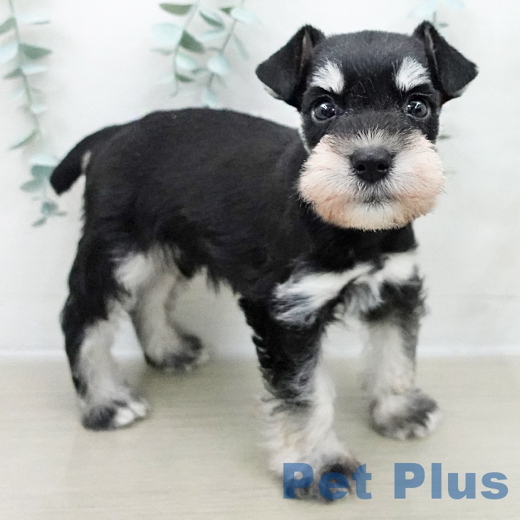 千葉県のミニチュアシュナウザー (ペットプラス 幕張新都心店/2025年11月26日生まれ/男の子/ブラックシルバー)の子犬の2枚目の画像