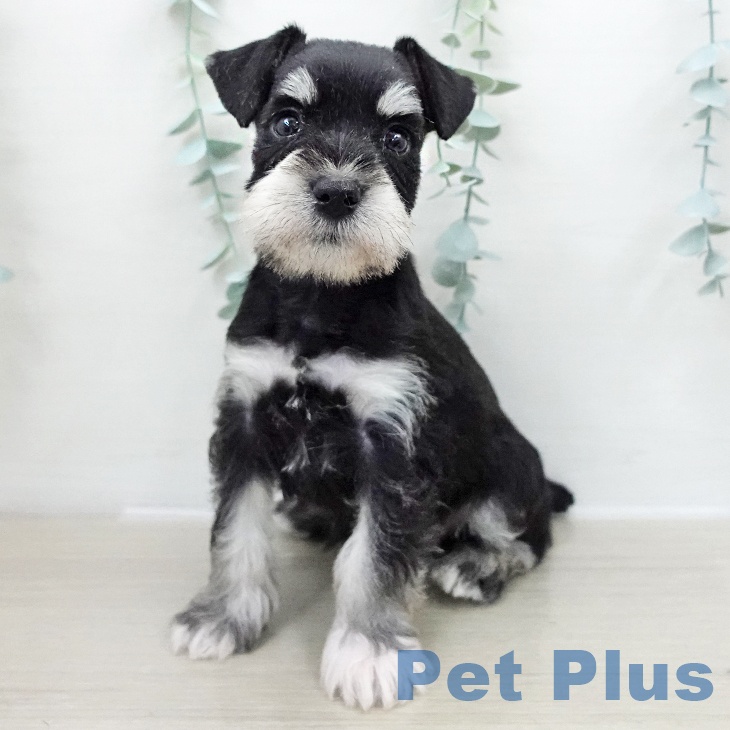 東京都のミニチュアシュナウザー (ペットプラス むさし村山店/2025年11月26日生まれ/女の子/ブラックシルバー)の子犬の1枚目の画像