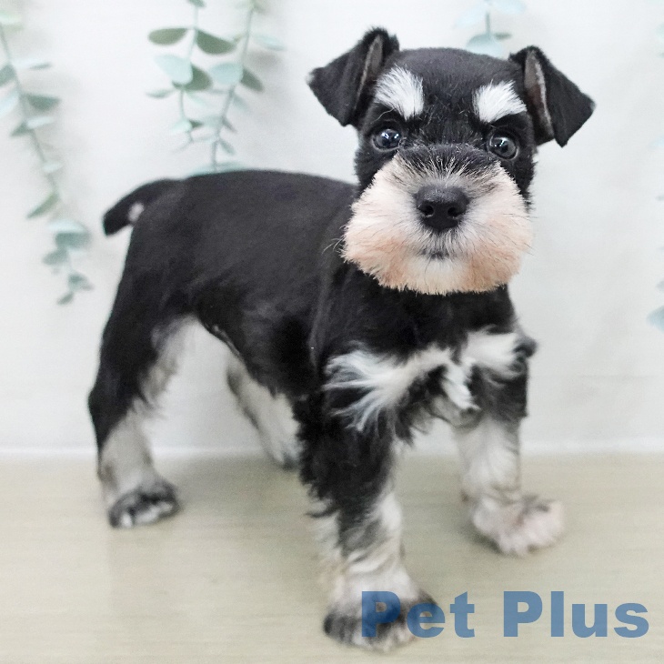 茨城県のミニチュアシュナウザー (ペットプラス つくば店/2025年11月26日生まれ/女の子/ブラックシルバー)の子犬の1枚目の画像