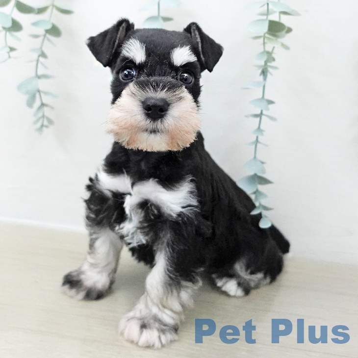 茨城県のミニチュアシュナウザー (ペットプラス つくば店/2025年11月26日生まれ/女の子/ブラックシルバー)の子犬の2枚目の画像