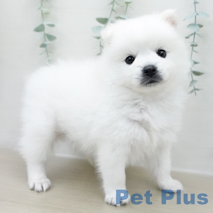 埼玉県の日本スピッツ (ペットプラス 浦和美園店/2025年11月25日生まれ/男の子/ホワイト)の子犬の1枚目の画像