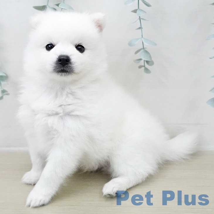 埼玉県の日本スピッツ (ペットプラス 浦和美園店/2025年11月25日生まれ/男の子/ホワイト)の子犬の2枚目の画像