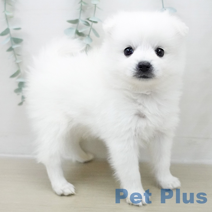 東京都の日本スピッツ (ペットプラス 日の出店/2025年11月25日生まれ/女の子/ホワイト)の子犬の1枚目の画像
