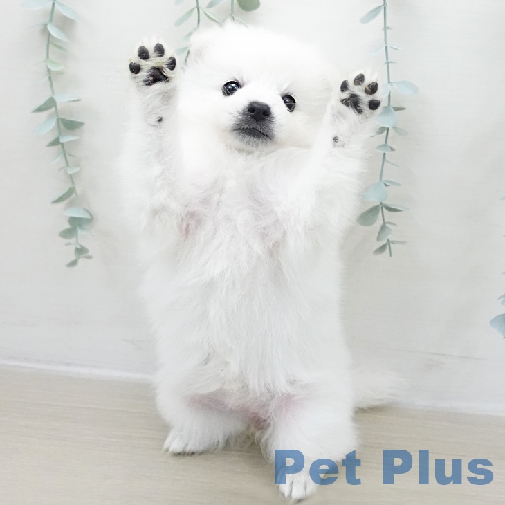 東京都の日本スピッツ (ペットプラス 日の出店/2025年11月25日生まれ/女の子/ホワイト)の子犬の2枚目の画像