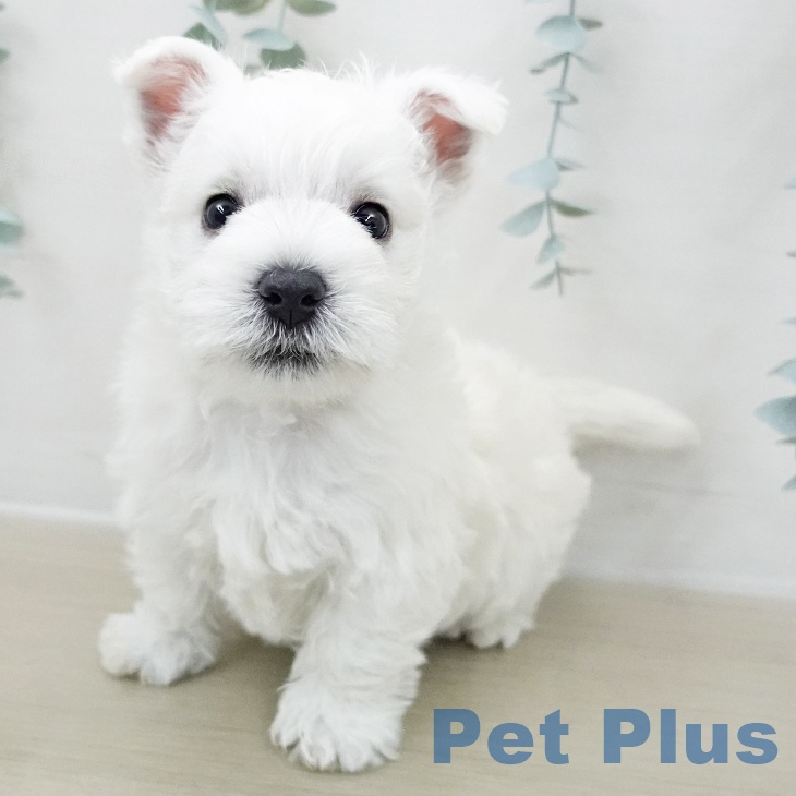 茨城県のウエストハイランドホワイトテリア (ペットプラス つくば店/2025年11月29日生まれ/男の子/ホワイト)の子犬の1枚目の画像