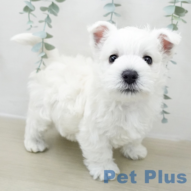 茨城県のウエストハイランドホワイトテリア (ペットプラス つくば店/2025年11月29日生まれ/男の子/ホワイト)の子犬の2枚目の画像