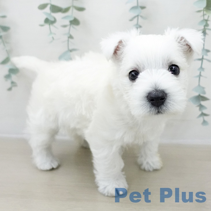 千葉県のウエストハイランドホワイトテリア (ペットプラス 幕張新都心店/2025年11月29日生まれ/女の子/ホワイト)の子犬の2枚目の画像