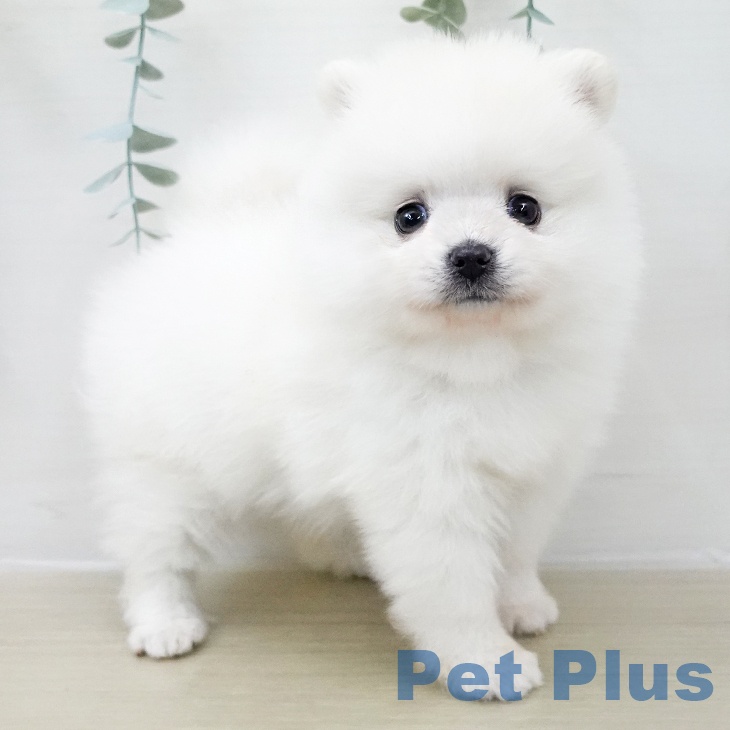 埼玉県のポメラニアン (ペットプラス 浦和美園店/2025年11月29日生まれ/男の子/クリーム)の子犬の1枚目の画像