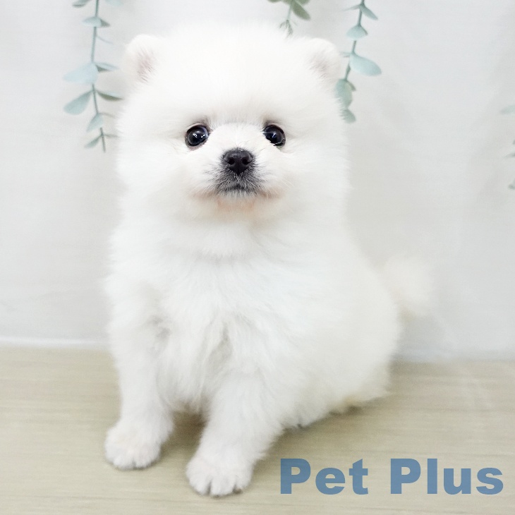 埼玉県のポメラニアン (ペットプラス 浦和美園店/2025年11月29日生まれ/男の子/クリーム)の子犬の2枚目の画像