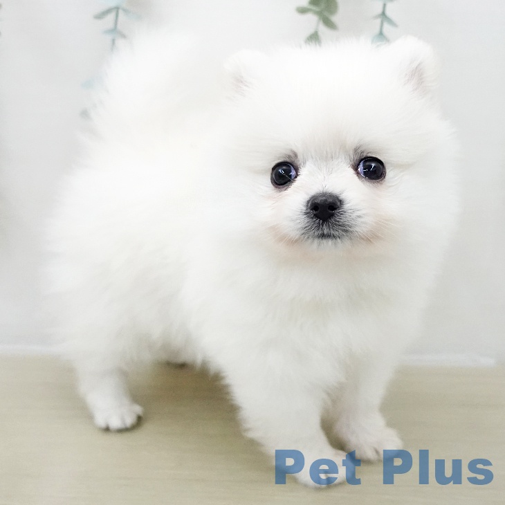 長野県のポメラニアン (ペットプラス 須坂店/2025年11月29日生まれ/女の子/クリーム)の子犬の1枚目の画像