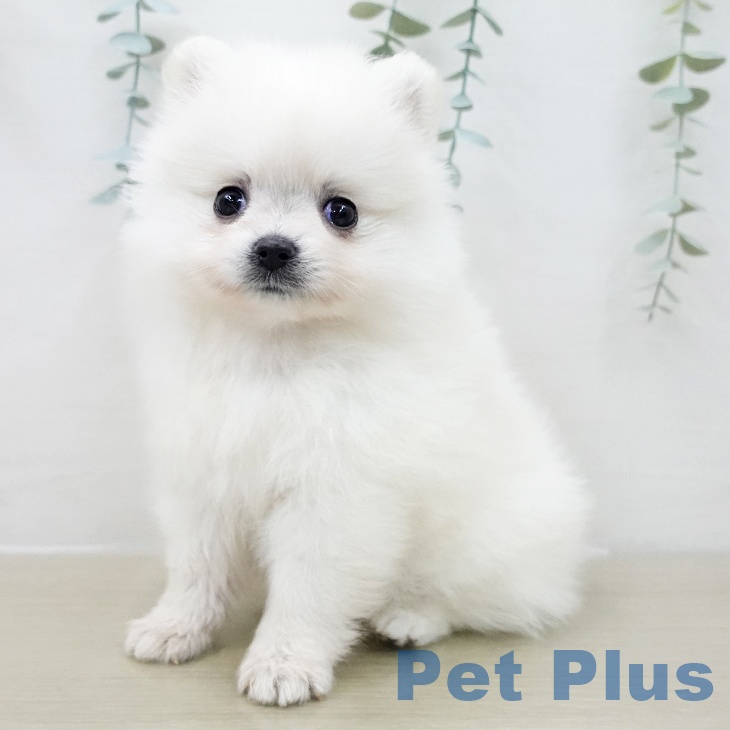 長野県のポメラニアン (ペットプラス 須坂店/2025年11月29日生まれ/女の子/クリーム)の子犬の2枚目の画像