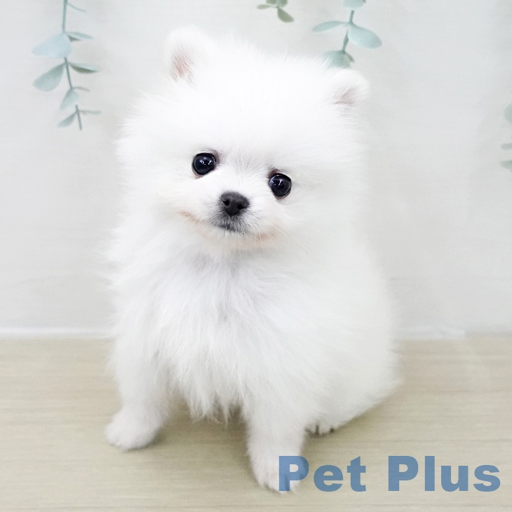 東京都のポメラニアン (ペットプラス アクアシティお台場店/2025年11月22日生まれ/女の子/ホワイト)の子犬の1枚目の画像