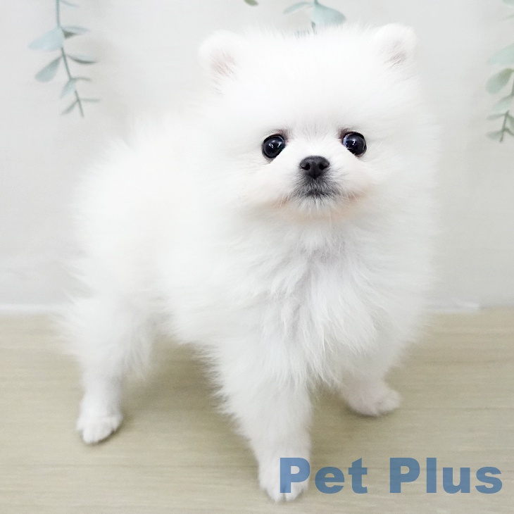 東京都のポメラニアン (ペットプラス アクアシティお台場店/2025年11月22日生まれ/女の子/ホワイト)の子犬の2枚目の画像