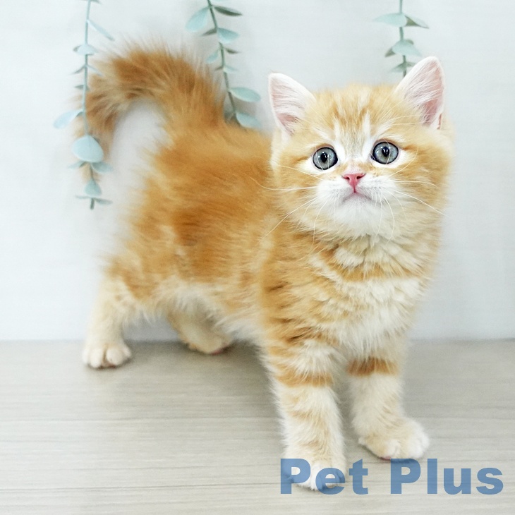 東京都のスコティッシュフォールド (ペットプラス 板橋店/2025年11月29日生まれ/男の子/レッドタビー)の子猫の1枚目の画像