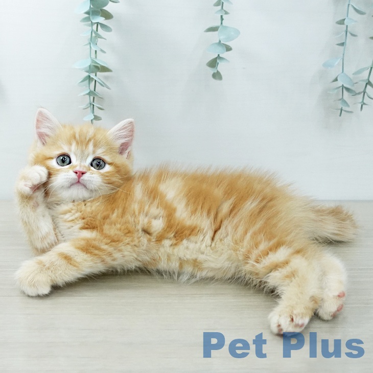 東京都のスコティッシュフォールド (ペットプラス 板橋店/2025年11月29日生まれ/男の子/レッドタビー)の子猫の2枚目の画像