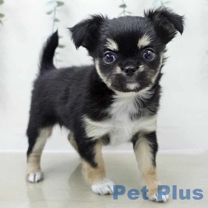 山梨県のチワワ(ロング) (ペットプラス 甲府国母店/2025年11月23日生まれ/女の子/ブラックタンホワイト)の子犬の1枚目の画像