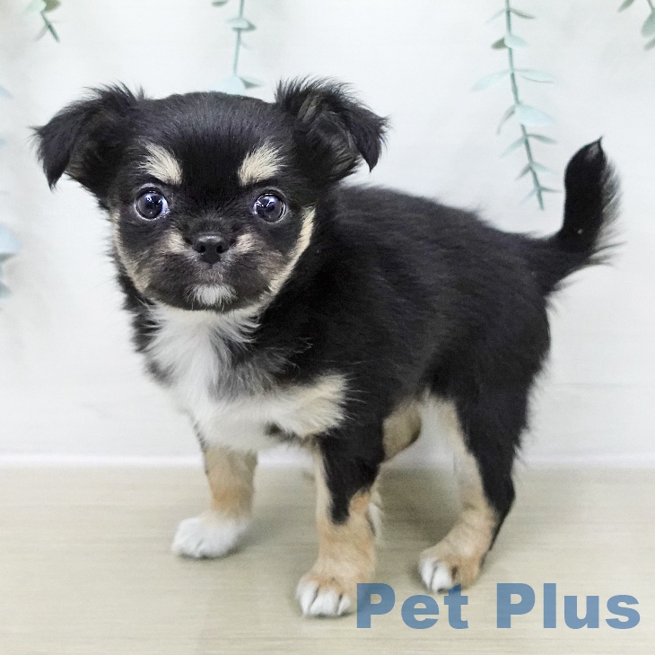 山梨県のチワワ(ロング) (ペットプラス 甲府国母店/2025年11月23日生まれ/女の子/ブラックタンホワイト)の子犬の2枚目の画像