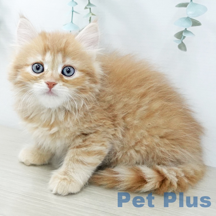 群馬県のサイベリアン (ペットプラス イオンモール太田店/2025年11月30日生まれ/男の子/レッドタビー)の子猫の1枚目の画像