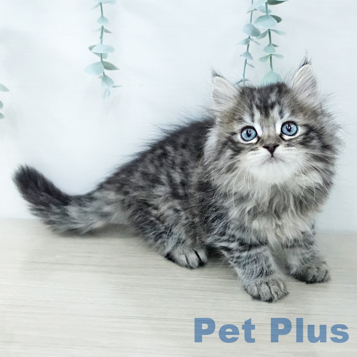 埼玉県のサイベリアン (ペットプラス ららぽーと富士見店/2025年11月30日生まれ/男の子/ブラウンタビー)の子猫