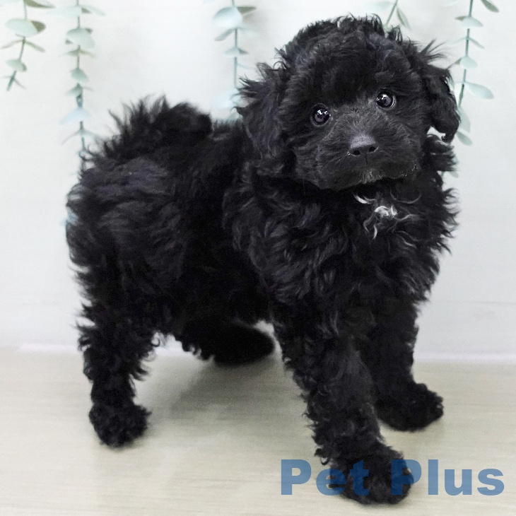 埼玉県のトイプードル(トイ) (ペッツワン 吉川美南店/2025年11月26日生まれ/男の子/ブラック)の子犬の2枚目の画像