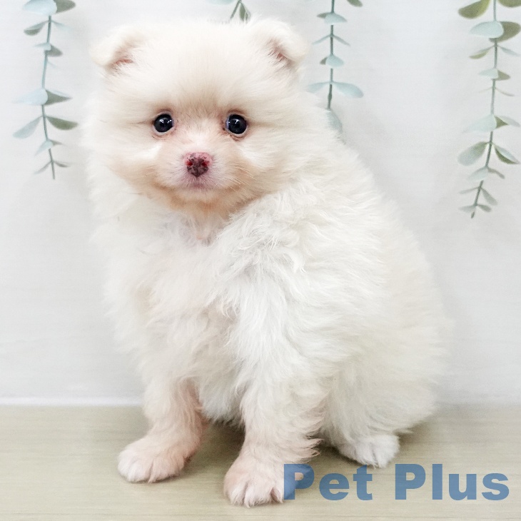 千葉県のポメラニアン (ペットプラス 柏店/2025年11月30日生まれ/男の子/クリーム)の子犬の2枚目の画像