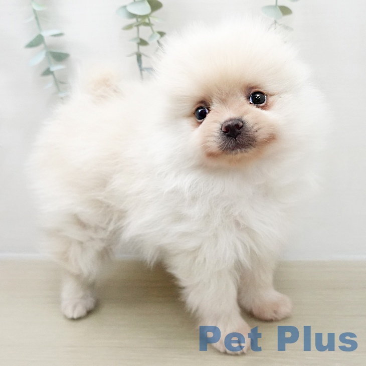 神奈川県のポメラニアン (ペットプラス 川崎ルフロン店/2025年12月1日生まれ/男の子/クリーム)の子犬の1枚目の画像