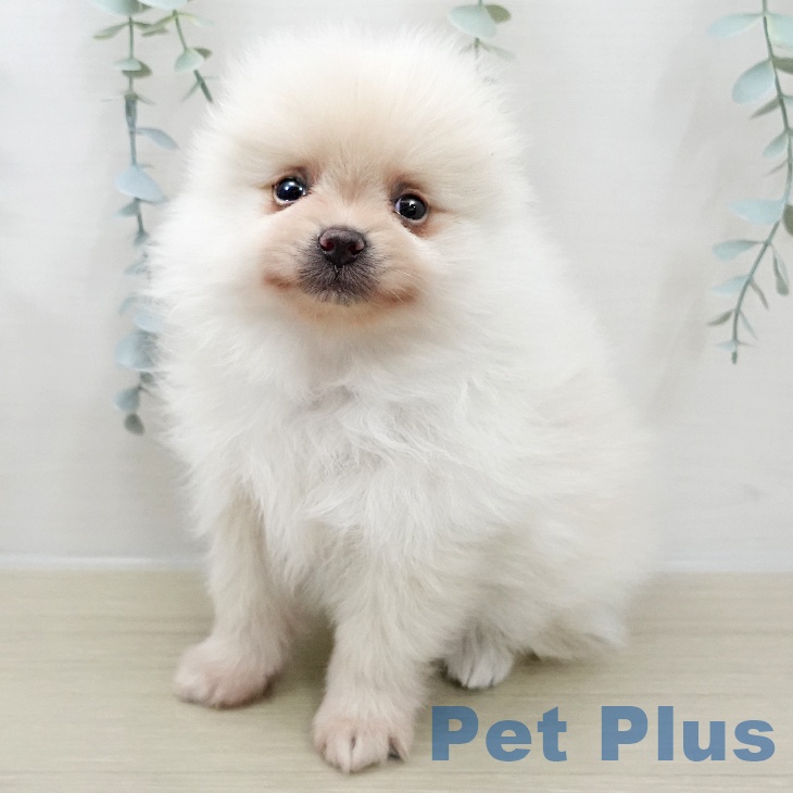 神奈川県のポメラニアン (ペットプラス 川崎ルフロン店/2025年12月1日生まれ/男の子/クリーム)の子犬の2枚目の画像