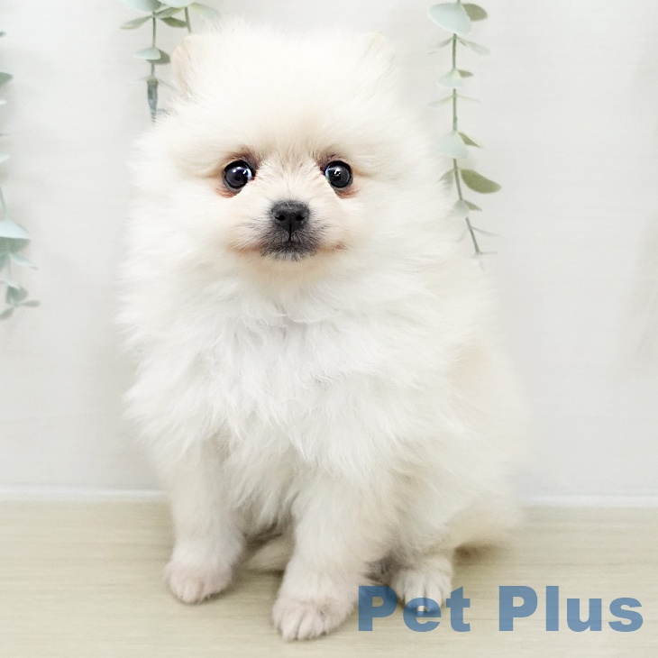 東京都のポメラニアン (ペットプラス MARK IS 葛飾かなまち店/2025年12月1日生まれ/女の子/クリーム)の子犬の1枚目の画像