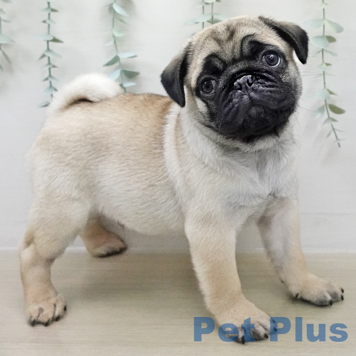 千葉県のパグ (ペッツワン 千葉ニュータウン店/2025年11月29日生まれ/男の子/フォーン)の子犬の2枚目の画像