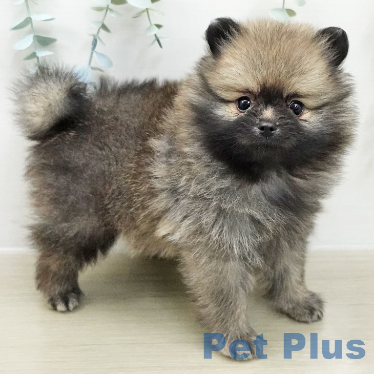 神奈川県のポメラニアン (ペットプラス テラスモール湘南店/2025年12月1日生まれ/女の子/クリームセーブル)の子犬の1枚目の画像