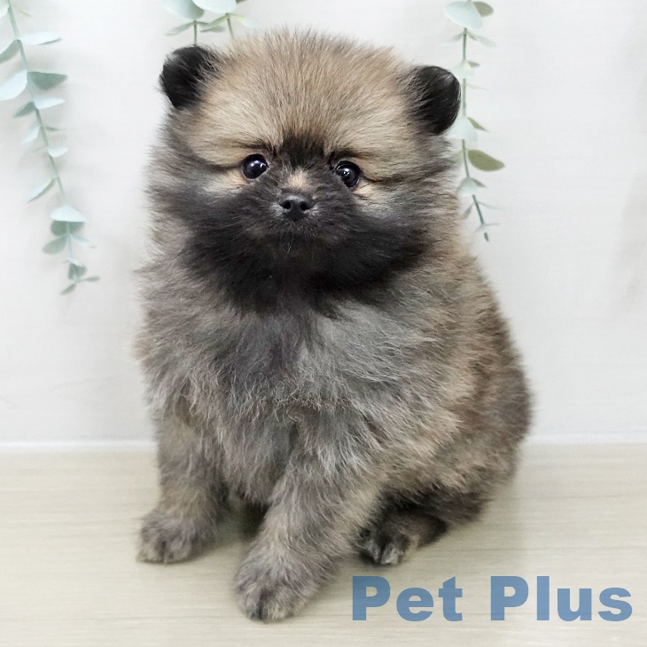 神奈川県のポメラニアン (ペットプラス テラスモール湘南店/2025年12月1日生まれ/女の子/クリームセーブル)の子犬の2枚目の画像