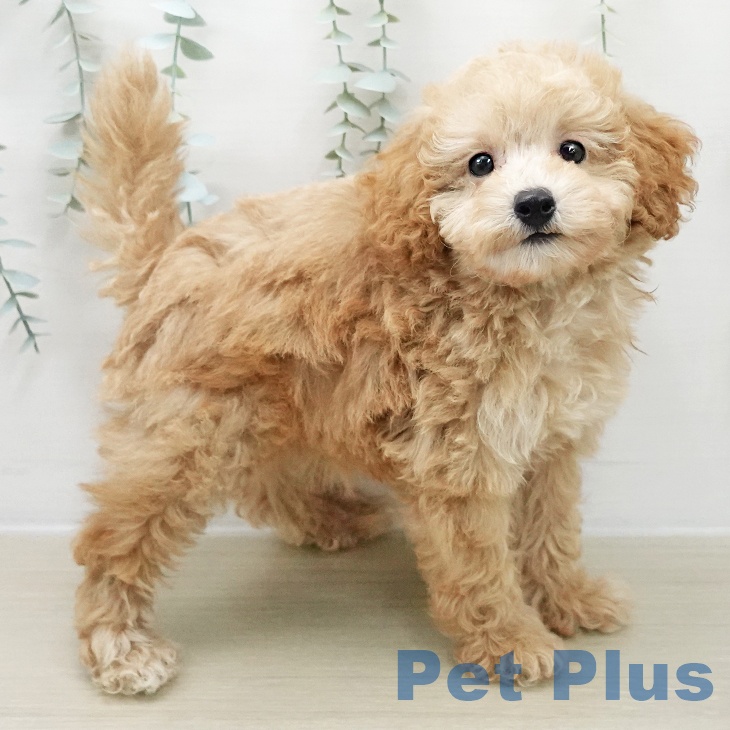 埼玉県のトイプードル(トイ) (ペットプラス クレアモール川越店/2025年11月29日生まれ/男の子/アプリコット)の子犬の1枚目の画像