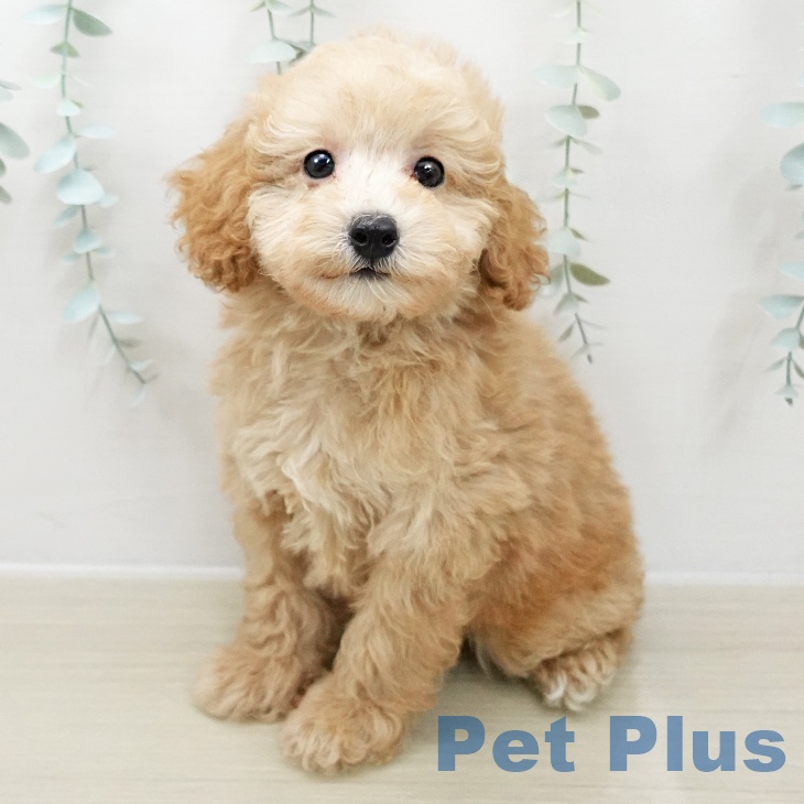 埼玉県のトイプードル(トイ) (ペットプラス クレアモール川越店/2025年11月29日生まれ/男の子/アプリコット)の子犬の2枚目の画像