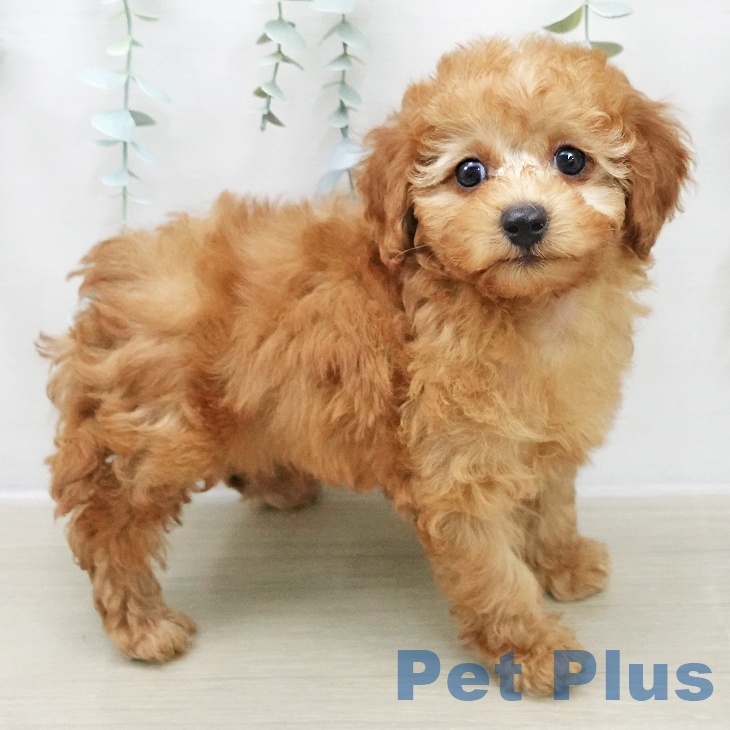 東京都のトイプードル(トイ) (ペットプラス 東久留米店/2025年12月1日生まれ/男の子/アプリコット)の子犬の1枚目の画像